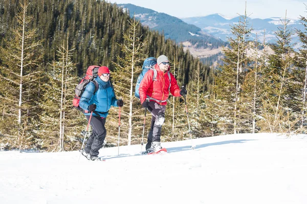 Dois Alpinistas Estão Nas Montanhas Inverno Contra Abetos Cobertos Neve — Fotografia de Stock