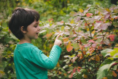 Çocuk parkta yürüyor ve kırmızı yaprakları görünüyor. Çocuk sonbahar orman okuyor. Çocuk bitkiler araştırıyor. Doğa sonbahar yürüyüş.
