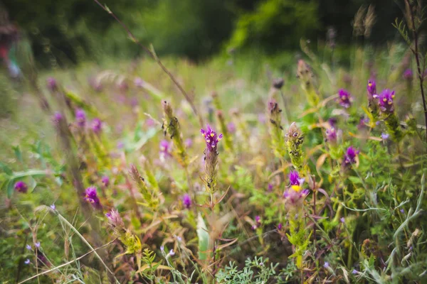 Wildblumen Auf Einer Wiese Veilchenblüten Und Feldgras Wildkräuter Hautnah — Stockfoto