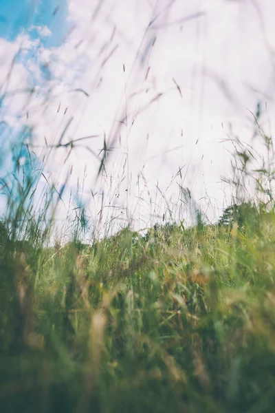 田野上的小草用云彩遮住天空 草地上的草锤 野生草本关闭 — 图库照片