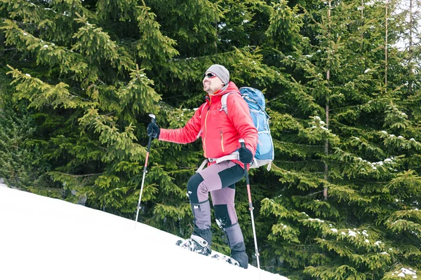 Climber with a backpack, trekking poles and snowshoes is on the snow in the winter mountains on the background of spruce forest.