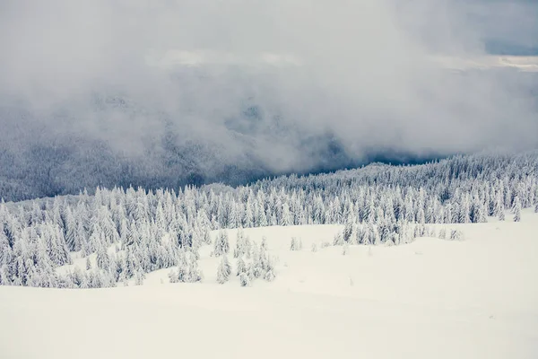 Winterlandschaft Den Bergen Schneebedeckte Bäume Morgennebel Den Bergen Bedeckter Himmel — Stockfoto