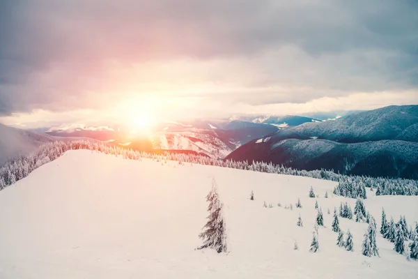 Paisagem Inverno Nas Montanhas Árvores Cobertas Neve Névoa Matinal Nas — Fotografia de Stock