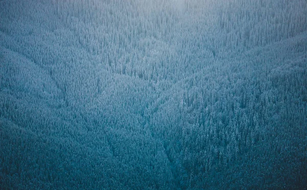 森林在山在冬天 美丽的冷杉森林 山风景 白雪覆盖的针叶树 — 图库照片