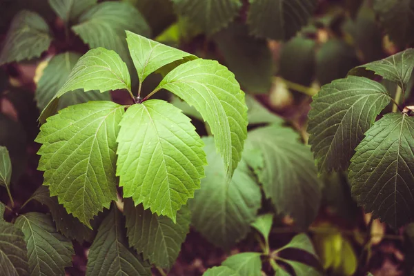 Parthenocissus Uva Selvatica Grandi Foglie Una Pianta Rampicante Foglie Verdi — Foto Stock