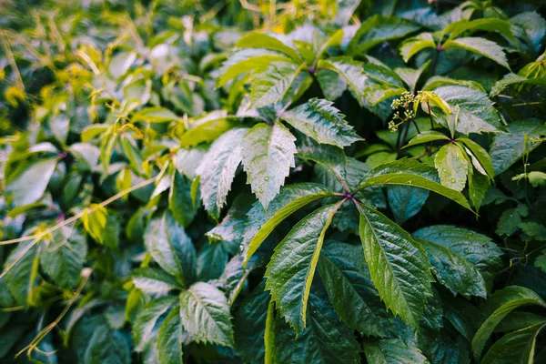 野生植物の葉. — ストック写真