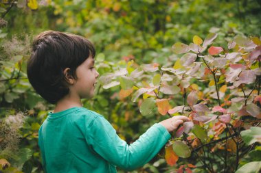 Çocuk parkta yürüyor ve kırmızı yaprakları görünüyor. Çocuk sonbahar orman okuyor. Çocuk bitkiler araştırıyor. Doğa sonbahar yürüyüş.