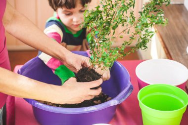 Ev çiçekleri süreçte. Çocuk annesi bir tencereye tertibatları tesisleri için yardımcı olur. Bir çocuk için iç mekan bitkileri bakımı öğrenir. Kadın oğlu houseplants ile çalışmak için öğretir.