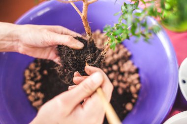 Bir kadın bir tencereye bir houseplant bitkiler. Genç bonsai ağacı. Bir çiçek yeni bir tencerede süreçte. Kız ellerini yere koyar..