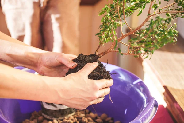 Una Mujer Planta Una Planta Interior Una Olla Joven Árbol — Foto de Stock