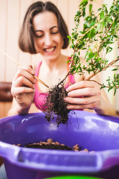 Una Mujer Planta Una Planta Interior Una Olla Joven Árbol — Foto de Stock