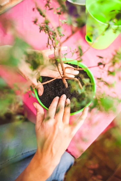 Una Mujer Planta Una Planta Interior Una Olla Vista Superior — Foto de Stock