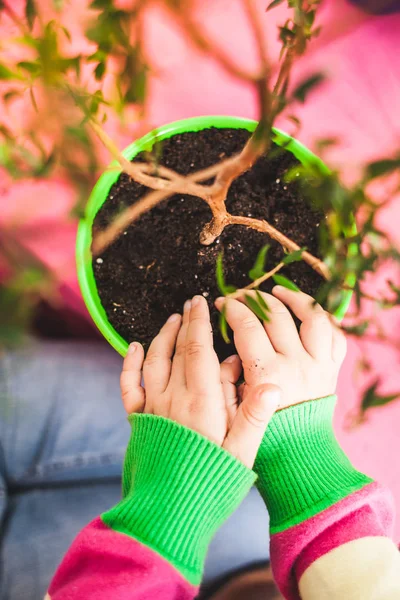 Replantación Macetas Niño Planta Flores Replantación Flores Interior Una Maceta — Foto de Stock