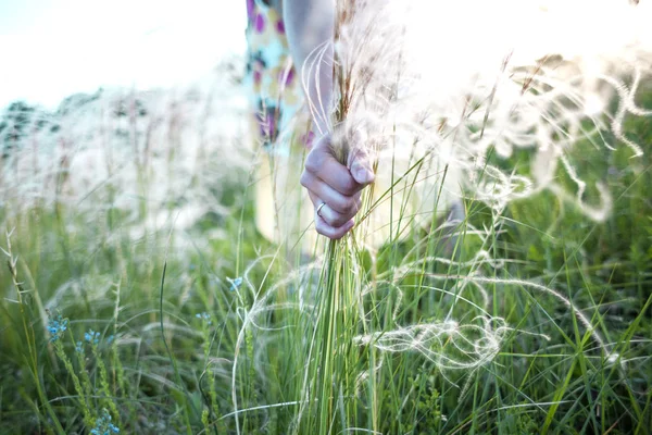 Das Mädchen Zupft Das Federgras Eine Frau Sommerkleid Sammelt Einen — Stockfoto