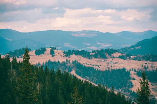 Dağlarda Ladin ormanı. Erken baharda güzel dağ manzarası. Bulutlu gökyüzü.