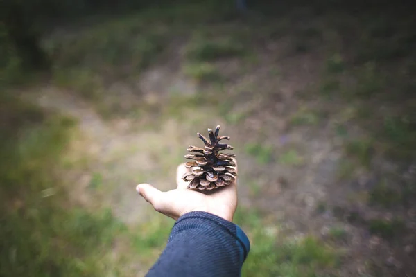 手のひらに円錐形の松 森の背景に大きなモミの実 — ストック写真