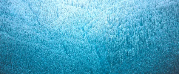 겨울에 전나무 숲입니다 위에서 화창한 날입니다 — 스톡 사진