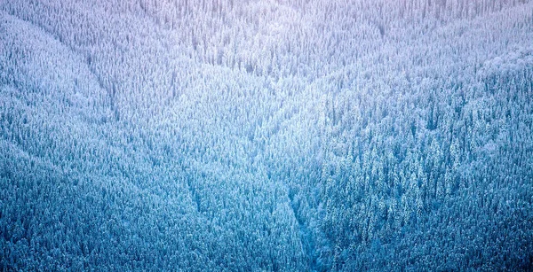 Forêt Dans Les Montagnes Hiver Belle Forêt Sapins Paysage Montagne — Photo