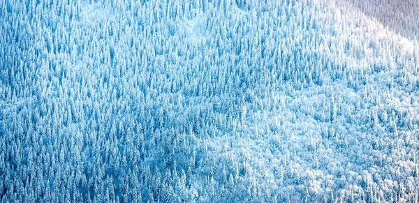 冬天山里的森林 美丽的冷杉林 从上面看山景 雪覆盖的针叶树 — 图库照片