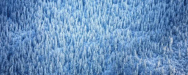 冬天山里的森林 美丽的冷杉林 从上面看山景 雪覆盖的针叶树 — 图库照片