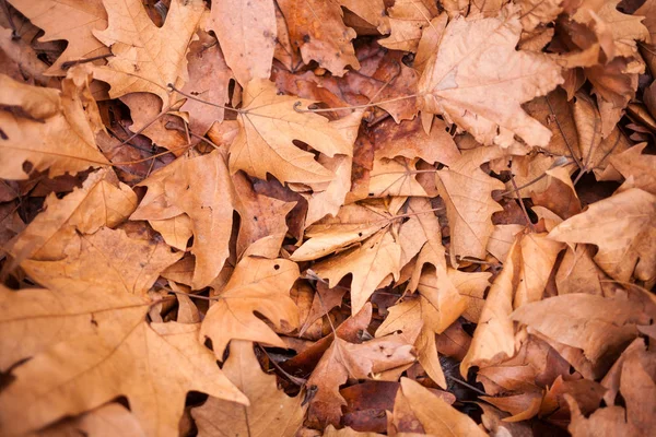 Fallna Lönnlöv Torra Löv Marken Orange Bladverk Höst Skogen — Stockfoto