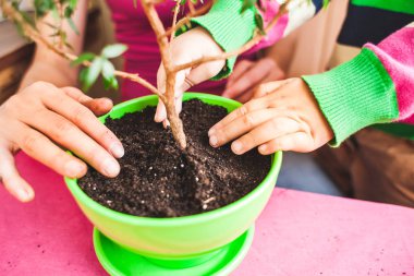 Saksılı bitki süreçte. Bir kadın bir çocuk houseplants ile çalışmak için öğretir. Çocuk bitkiler çiçek. Süreçte kapalı çiçek yeni bir tencerede. Çocuk eller yukarı.