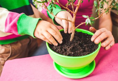 Saksılı bitki süreçte. Bir kadın bir çocuk houseplants ile çalışmak için öğretir. Çocuk bitkiler çiçek. Süreçte kapalı çiçek yeni bir tencerede. Çocuk eller yukarı.