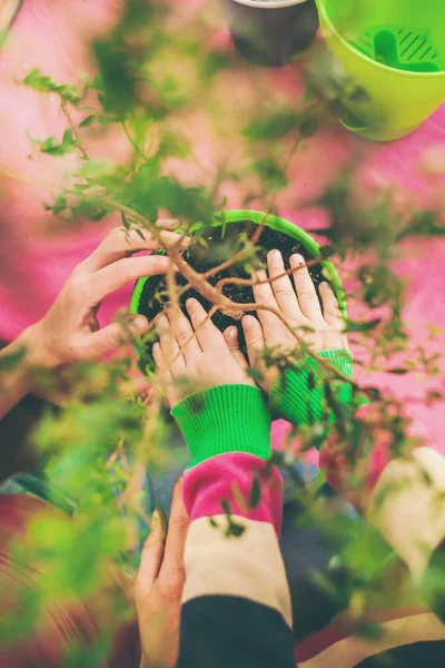 Replanting potted plant. A woman teaches a boy to work with houseplants. The child plants flowers. Replanting indoor flower in a new pot. Children\'s hands closeup.