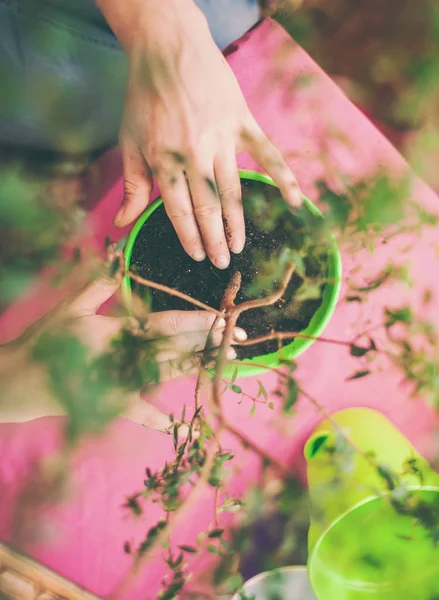 Una Mujer Planta Una Planta Interior Una Olla Vista Superior — Foto de Stock