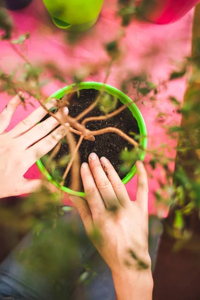 Una mujer planta una planta de interior en una olla . — Foto de Stock