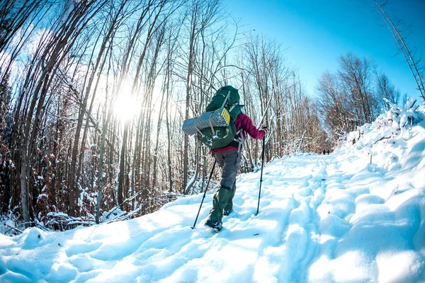 在冬天的山上背着背包和雪鞋的女人去风景秀丽的地方旅行 一个带着手杖的金发美女的画像 一个游客穿过白雪覆盖的森林 女孩沿着小路走着 — 图库照片