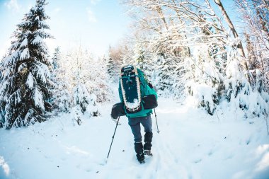 Kış dağlarında sırt çantalı ve kar ayakkabılı bir kadın. Manzaralı yerlere git. Yürüyüş sopalı bir sarışın. Karlı bir ormanda bir turist yürüyor. Kız yol boyunca yürür.