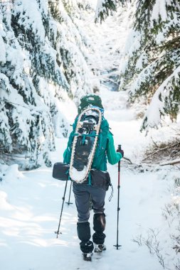 Kış yürüyüşünde iki kadın. Yürüyüş direkleri olan kızlar karla kaplı bir dağ yolundalar. Sırt çantalı ve kar ayakkabılı kızlar birlikte seyahat eder. Dostlar güneşli bir günde yürür köknar ormanında.