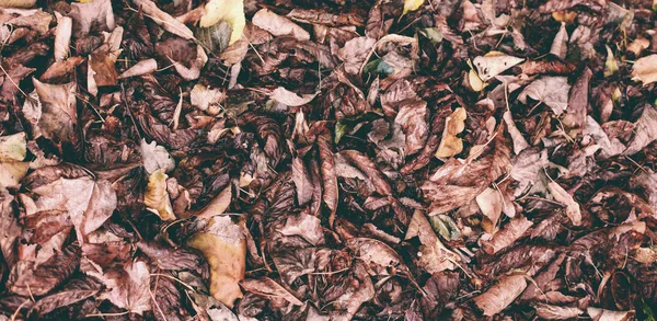 Hojas Secas Caídas Escarabajo Sienta Las Hojas Oscuras Otoño Hoja — Foto de Stock