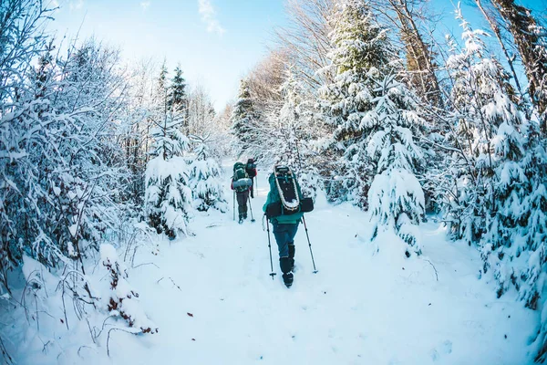 山の中で冬のトレッキングの友人 旅行者は雪の森の道を行く バックパック トレッキングポールと雪の靴を持つ3人の友人がトップに登る 登山中の女性と男性 — ストック写真