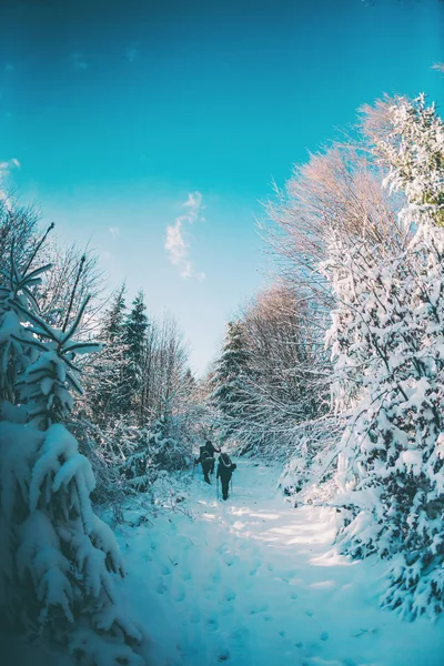 Przyjaciele Zimowej Wędrówce Górach Podróżnicy Idą Śnieżnym Szlakiem Leśnym Trzech — Zdjęcie stockowe