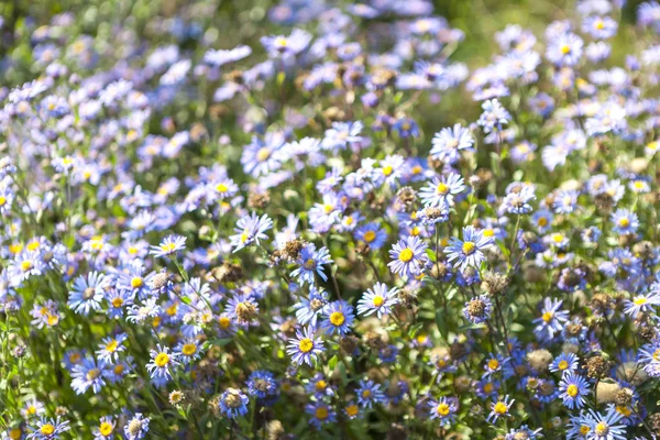 ヒナギクを持つフィールド 野生の花をクローズ アップ 牧草地に紫の花 クリアで育つ小さな夏の花 — ストック写真