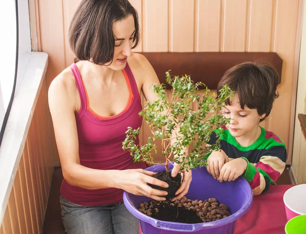 Replanting potted plant. A woman teaches a boy to work with houseplants. The child plants flowers. Replanting indoor flower in a new pot.