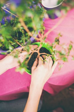 Bir kadın bir tencereye bir houseplant bitkiler. Genç bonsai ağaç en iyi görünümü. Bir çiçek yeni bir tencerede süreçte. Kız ellerini yere koyar..