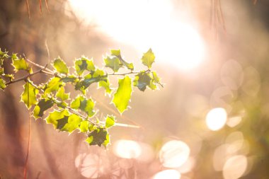 Güneşli bir günde bitki. Genç bir yeşil bitki dalı. Bokeh etkisi. Etkisi bulanıklık.