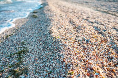 Dalga ve deniz kıyısında. Deniz kabuklarını desteklemek. Okyanus kıyısında yakın çekim.