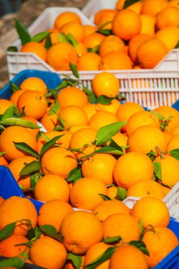 Kutularındaki olgun portakal.