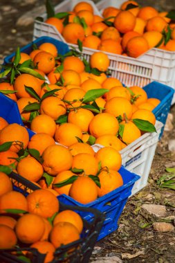 Kutularındaki olgun portakal.