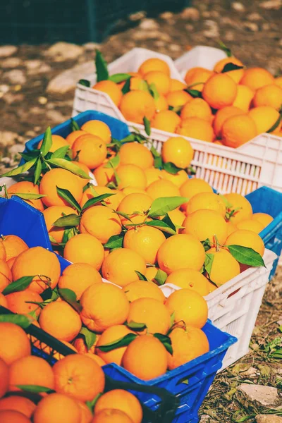 Laranjas maduras em caixas . — Fotografia de Stock