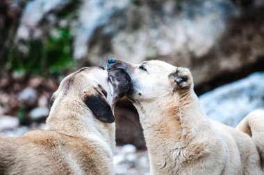 İki Kafkas çoban köpekleri yakın çekim.