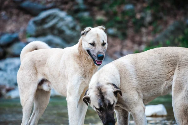 Two Caucasian Shepherd Dogs Close Up.