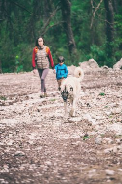 Bir çocuk anne ve parkta köpek yürüyor. 
