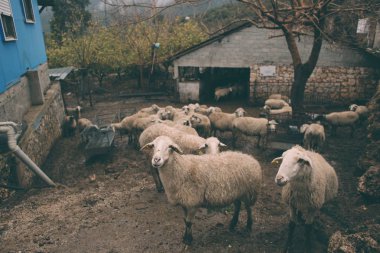 Çiftlikteki koyunlar. 