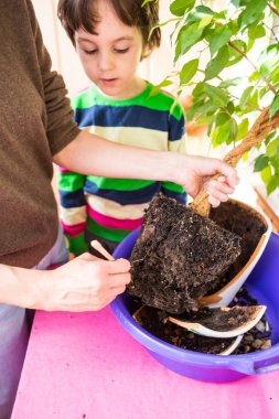Saksı bitkisi yeniden ekiliyor.