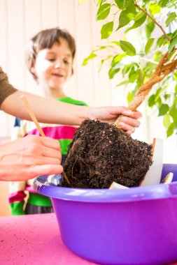 Ev çiçekleri yeniden dikim.